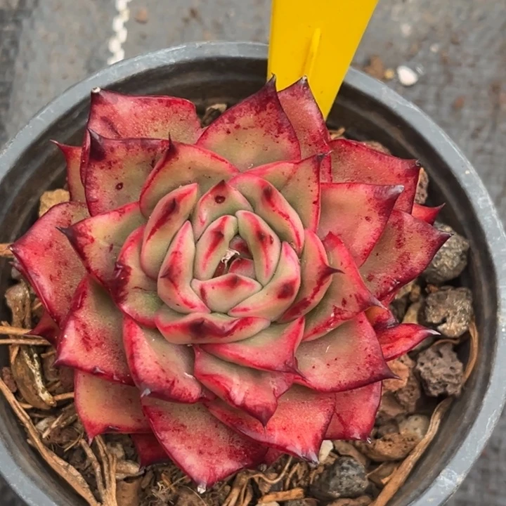 929多肉25759888888