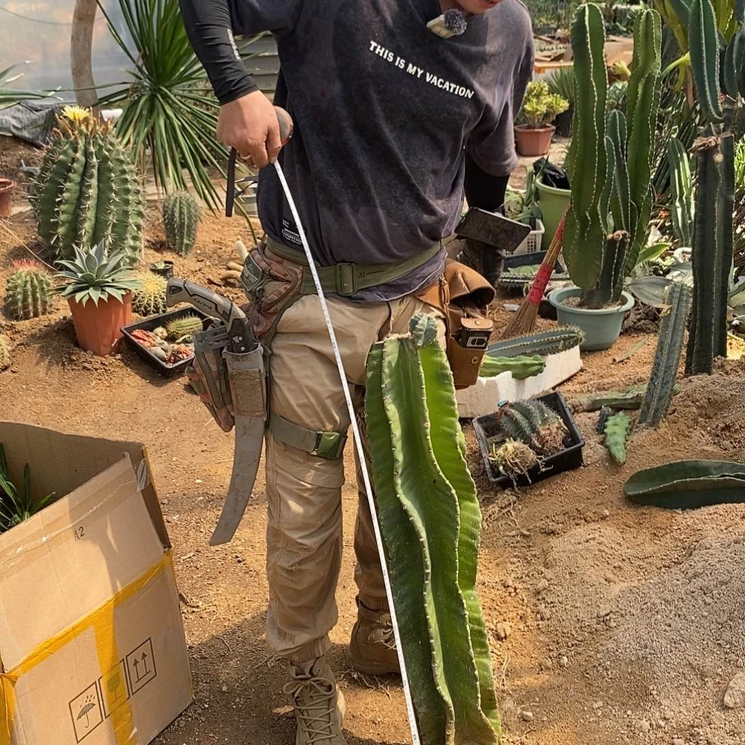 一物一拍苹果母桩3号。