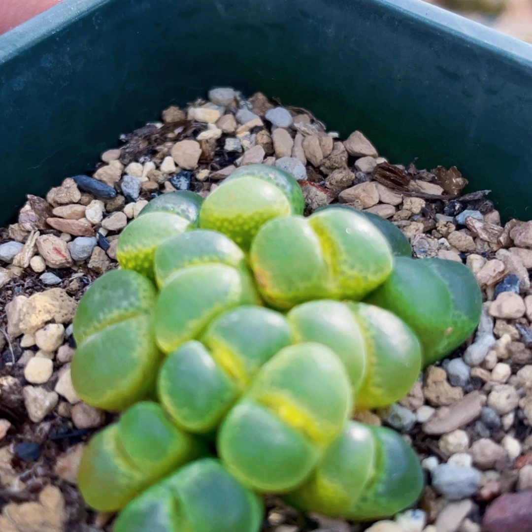 13头苹果布丁风铃植物一物一拍