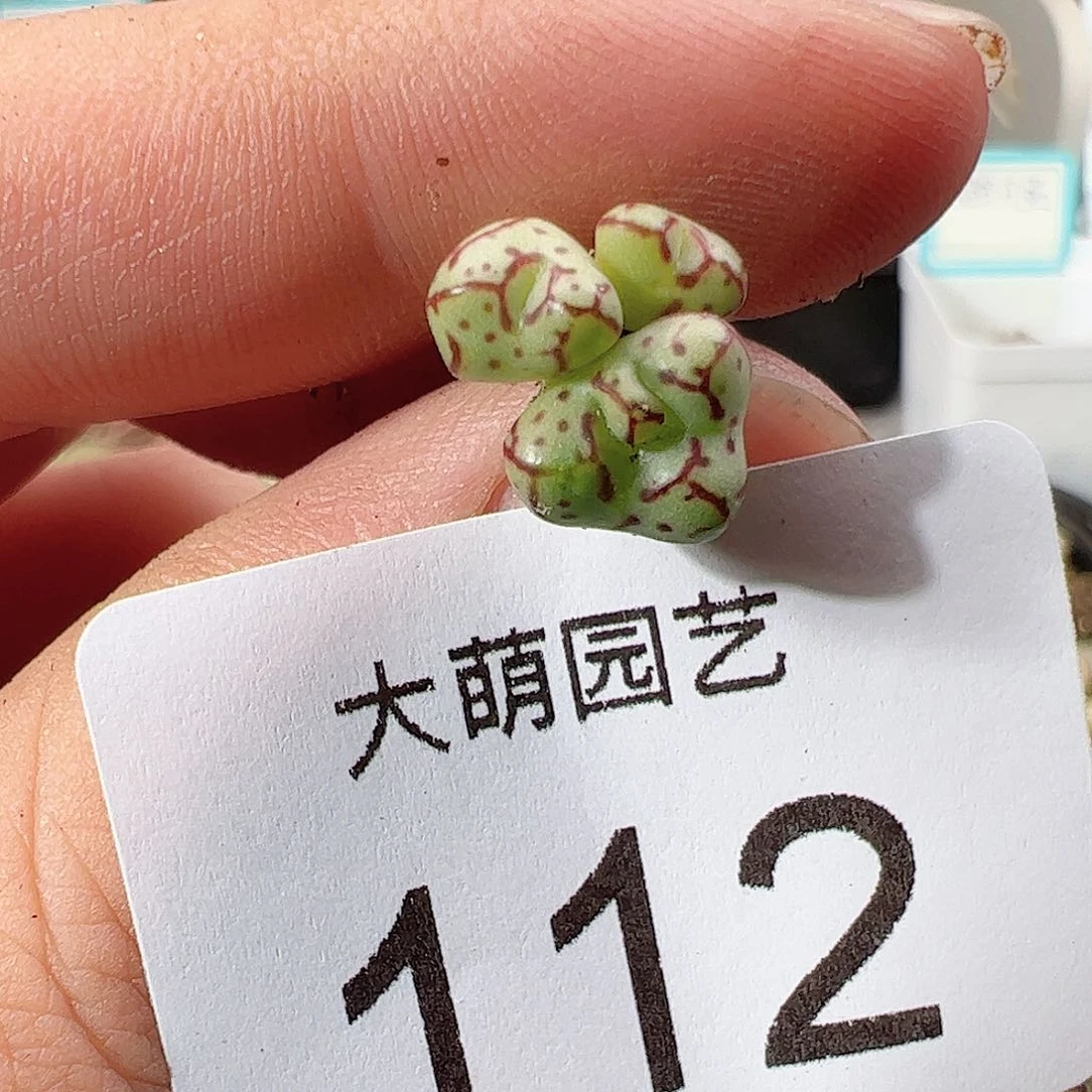 0000112 一物一拍……