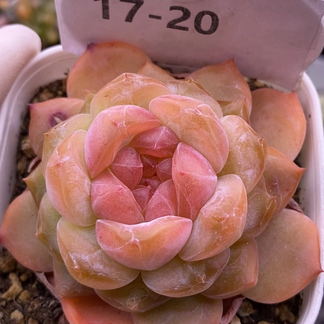 【闪购商品】17-20