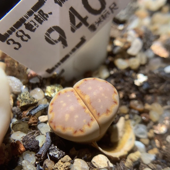 Sss绝绝美生石花940高特