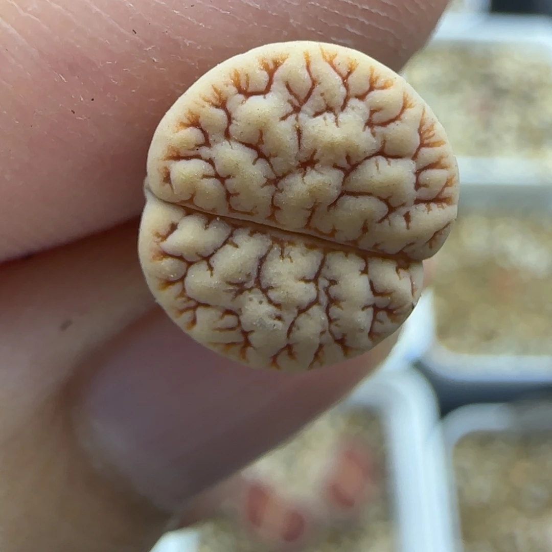 1011睫毛荒生石花大棚直播