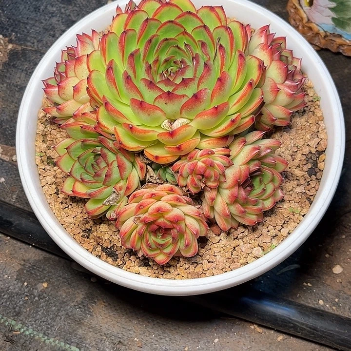 ****多肉植物一物一拍