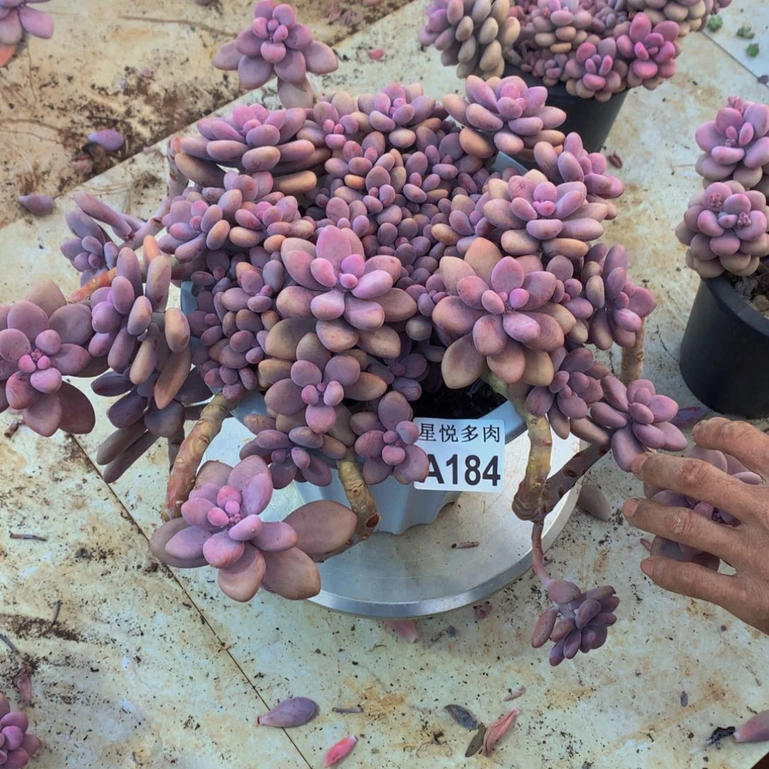 ～**～星悦多肉  A184