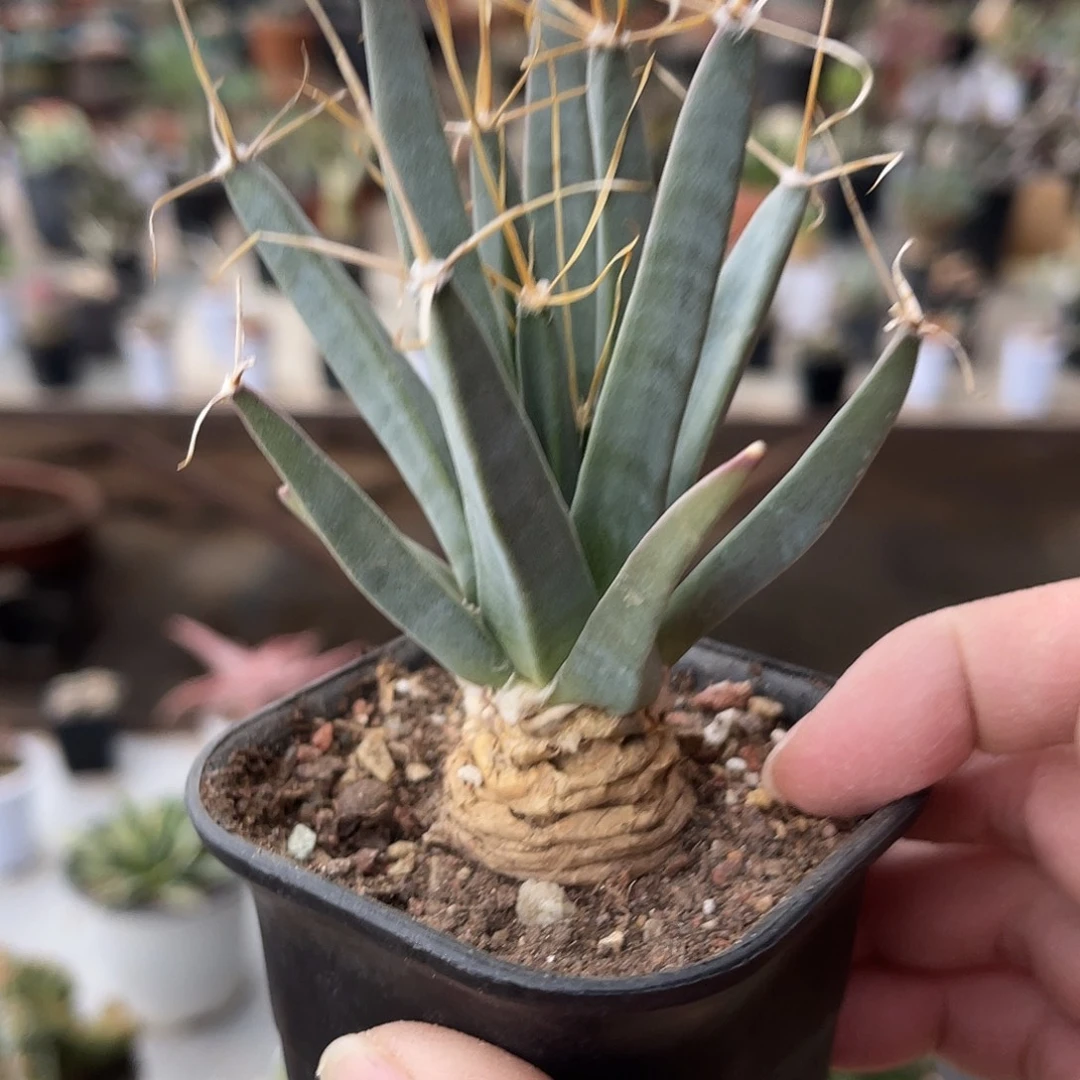 实生光山四大名球之一