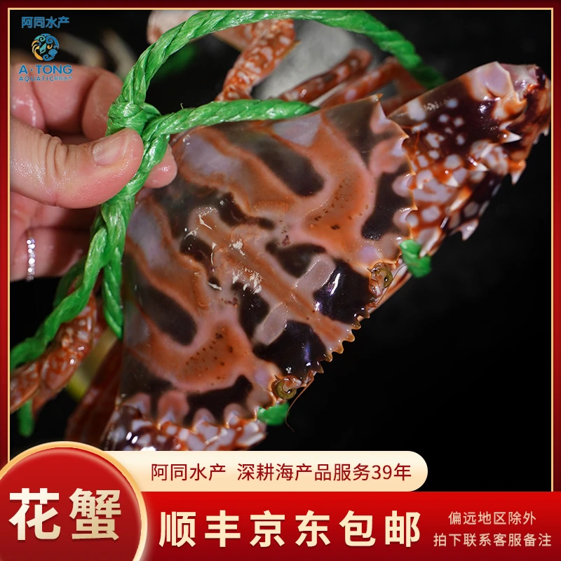 【阿同海鲜】新鲜花蟹肉嫩鲜甜