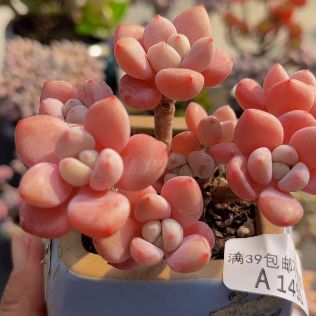 455/8cm樱花洛神多肉