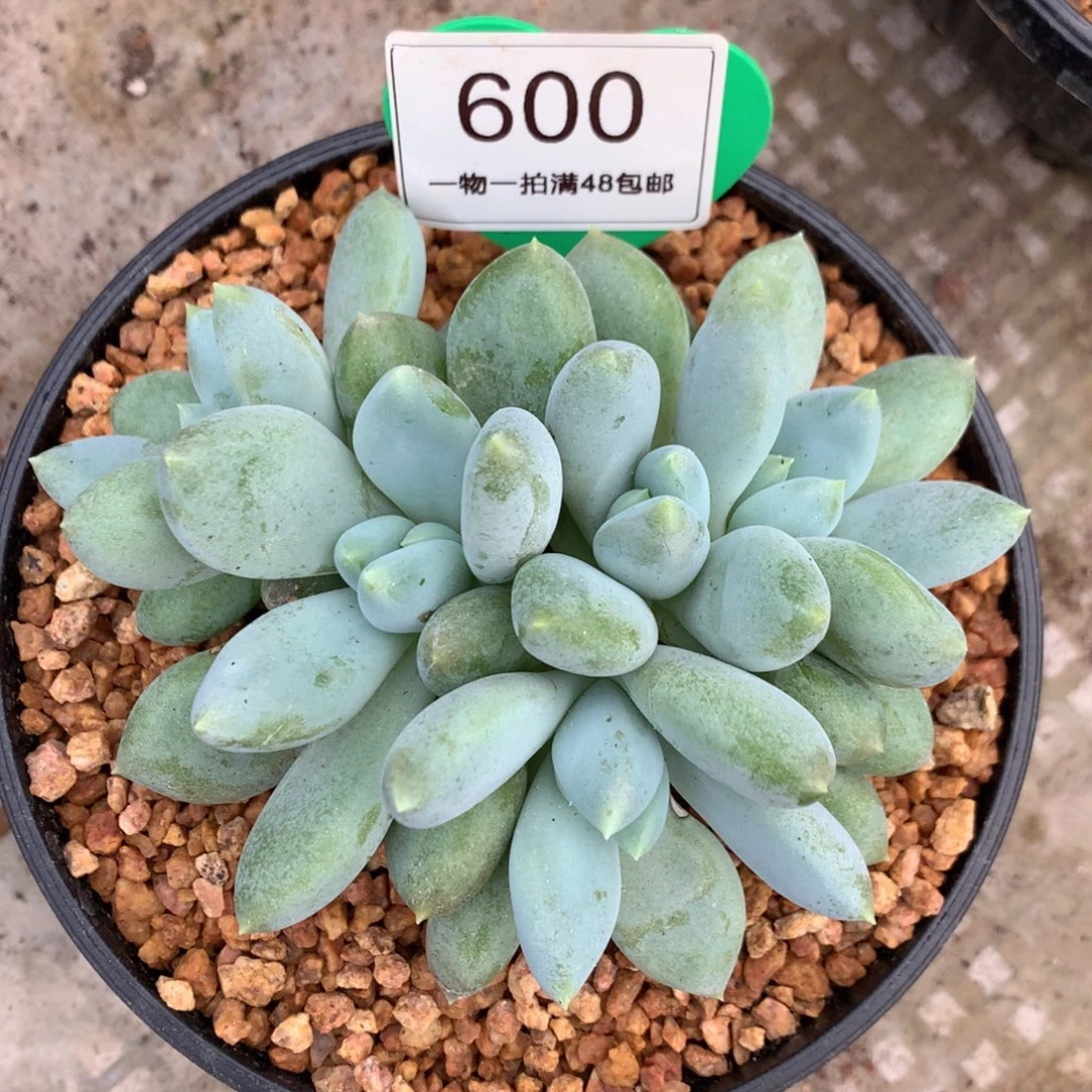哥特萝莉黄体6头600