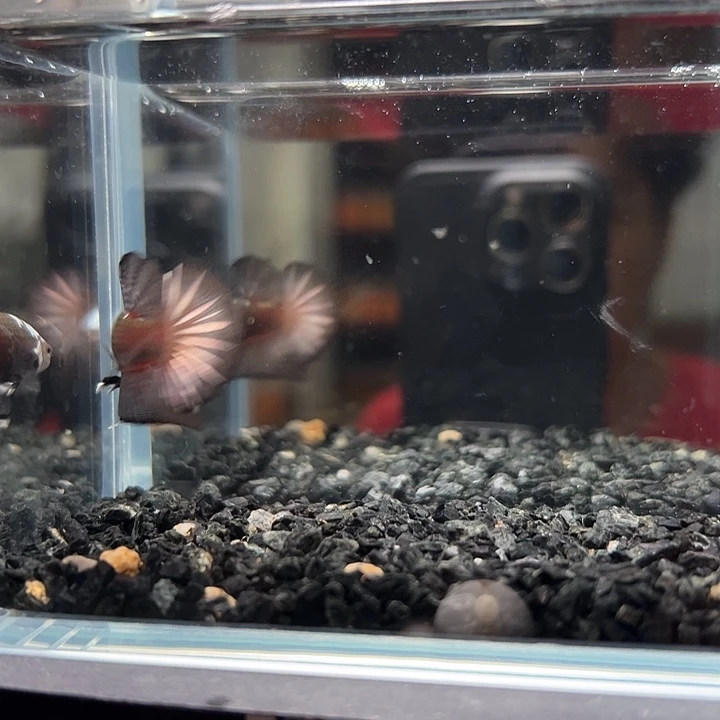 斗鱼一单包邮14日143