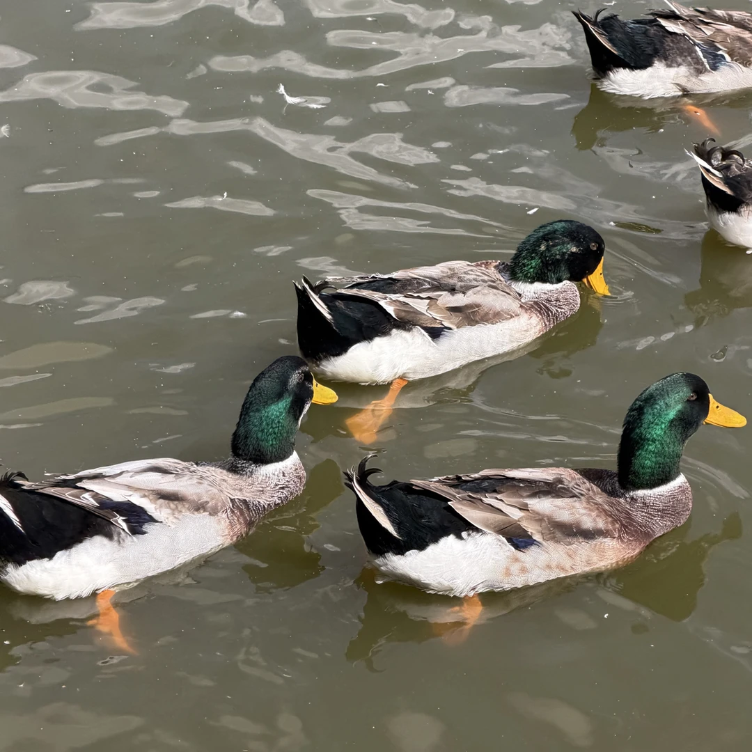 广西灵山散养青头鸭（顺丰包邮）