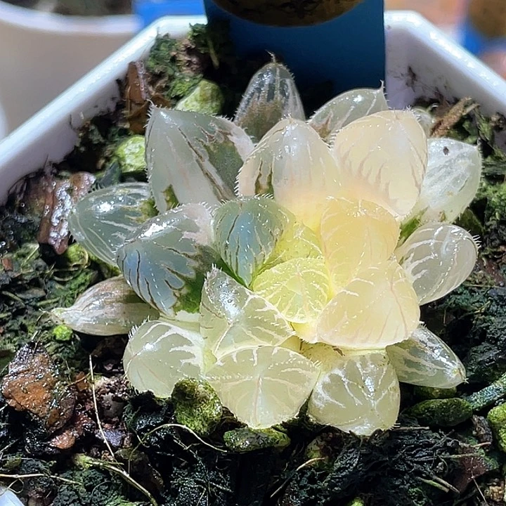 781蓝镜玉露锦一物