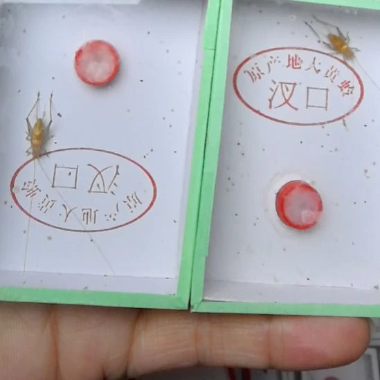 蟋蟀汊口大黄蛉呀中须二条