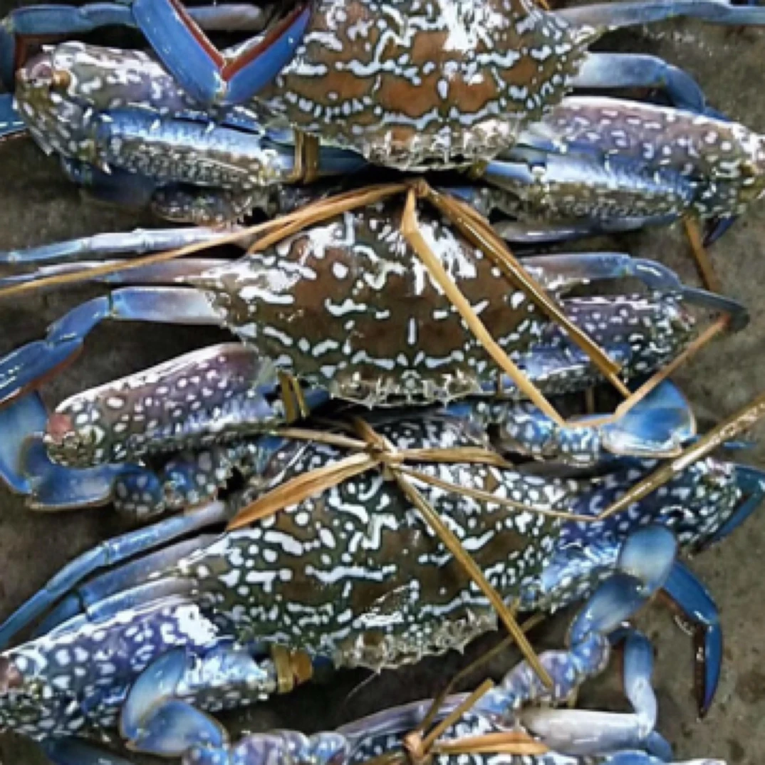 鲜活兰花蟹/斤（5两左右/只）离开海水容易挂【保鲜不保活】