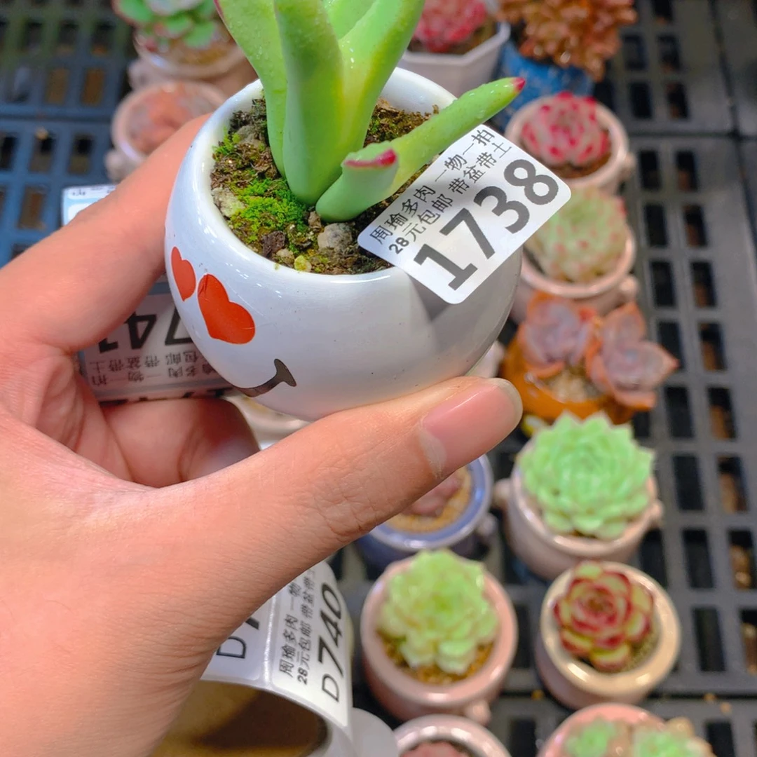 5厘米盆精控多肉1738