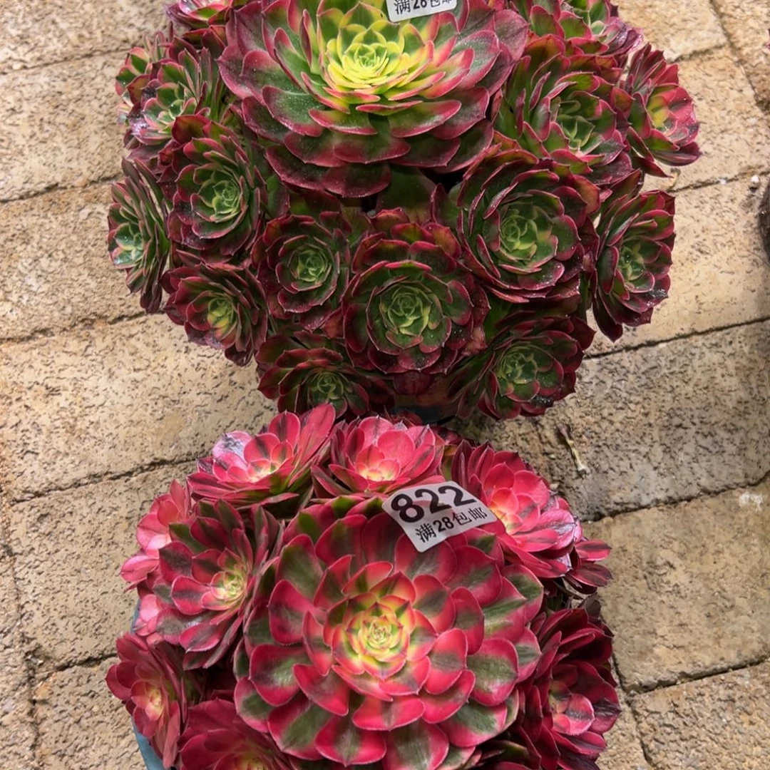 心***凡多肉植物820多肉植物