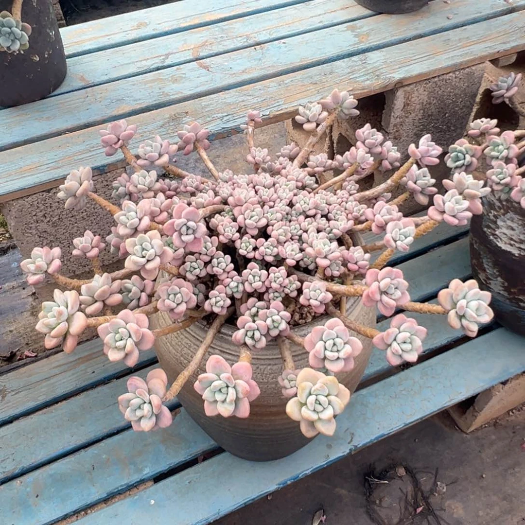 老桩洛神裸肉发货