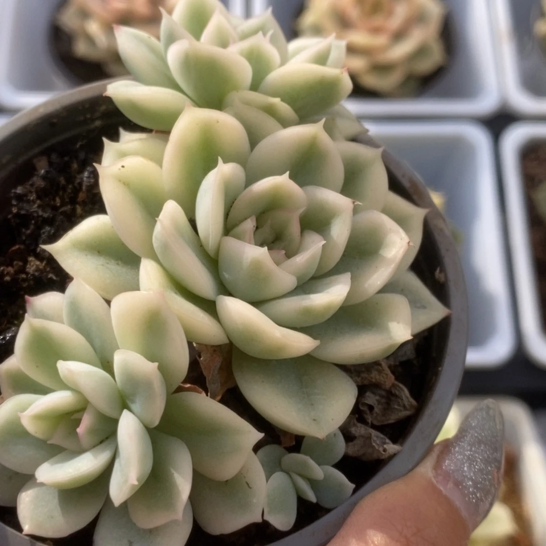 447月亮仙子锦锦锦锦锦锦