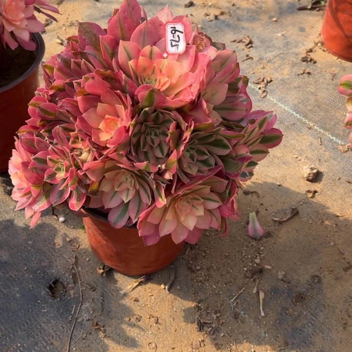 16-75香妃多肉植物