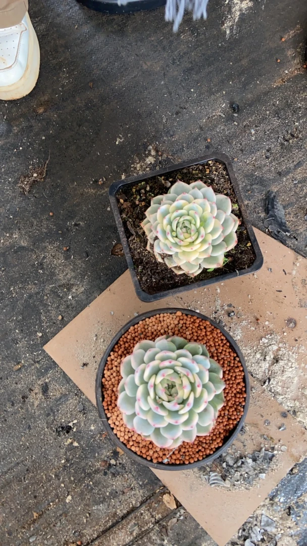 新年福利吉娃娃锦多肉