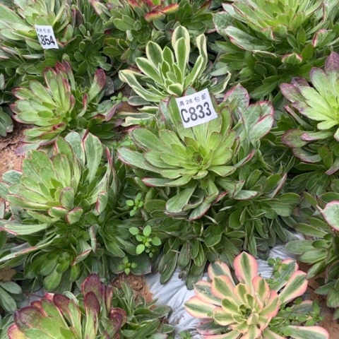 833万彩灯不包断枝