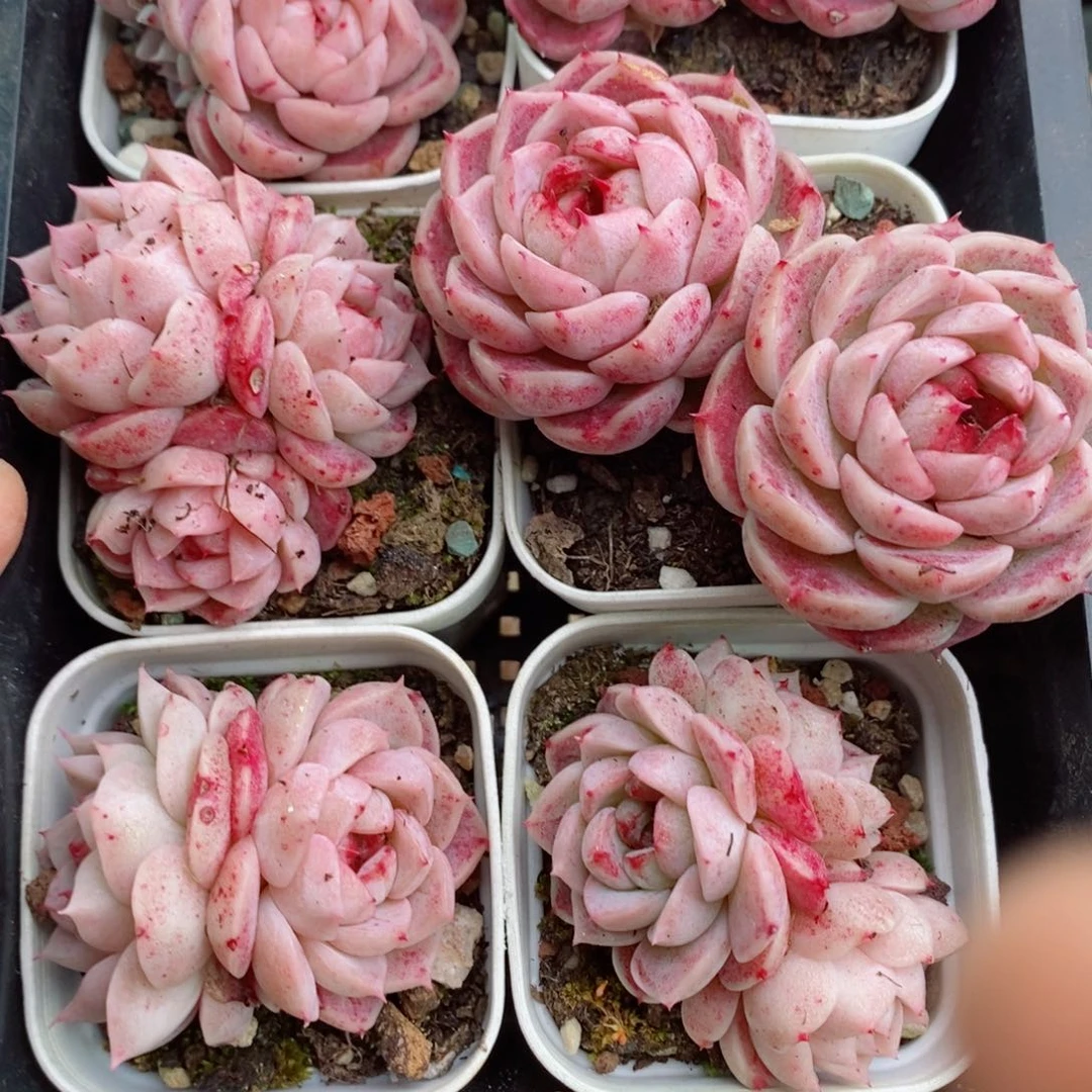 2-364 新疆西藏内蒙不发其他一单包邮两到三公分多肉