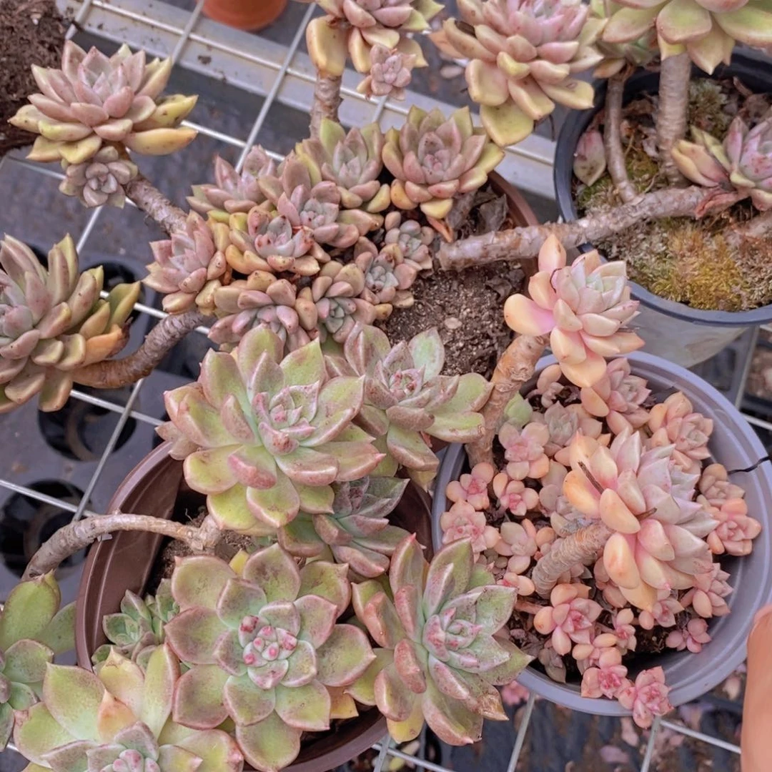 绚丽璀璨三盆多头群生老桩