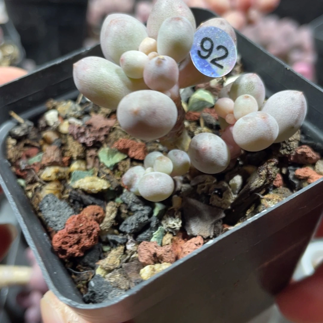 桃花奶酪多肉植物