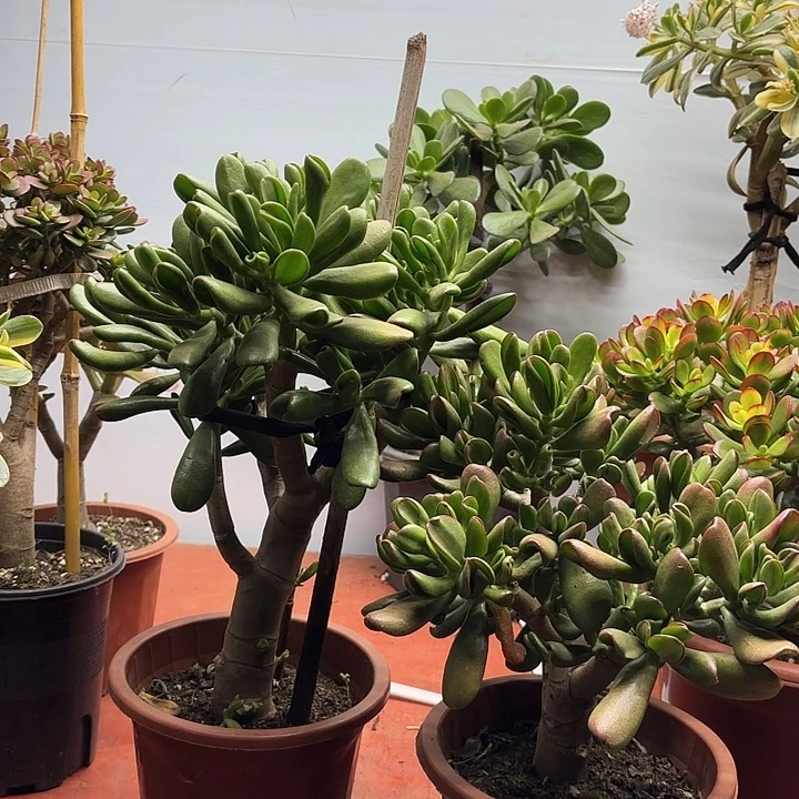 8813大铲带土球发货