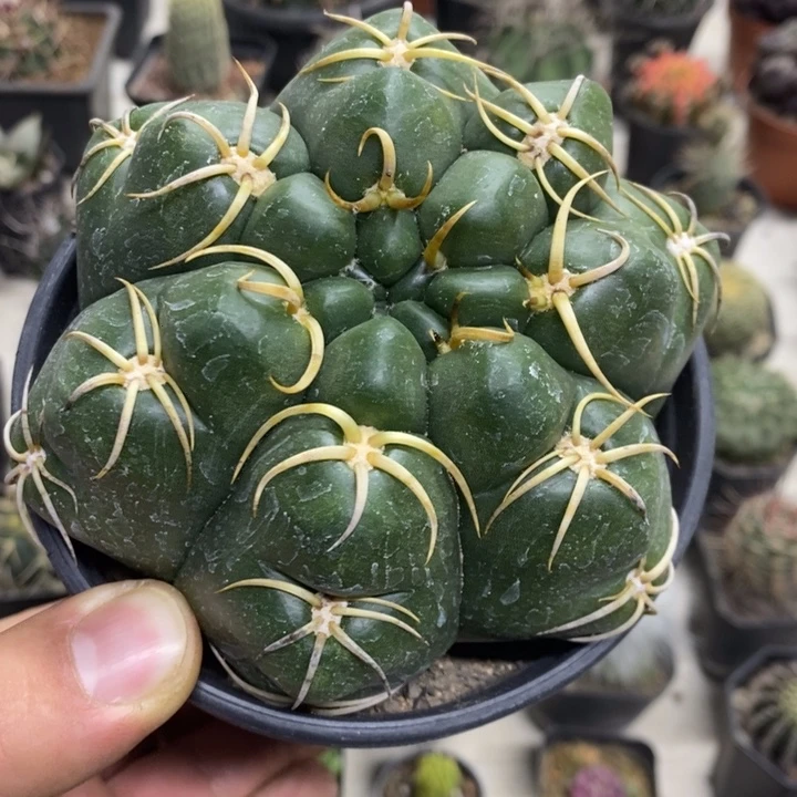 大号海王特价福利