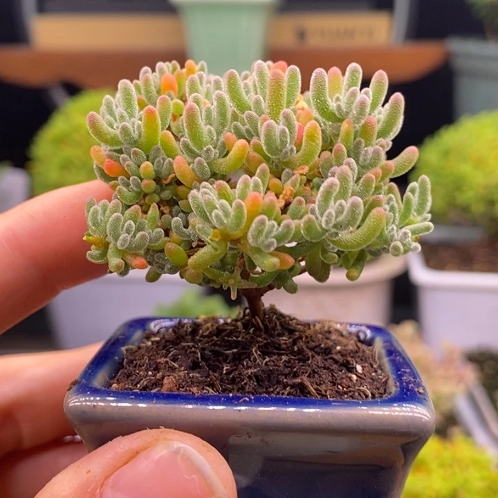 无花朵93冰晶。