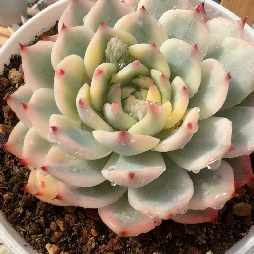 吉娃娃锦，多肉植物。