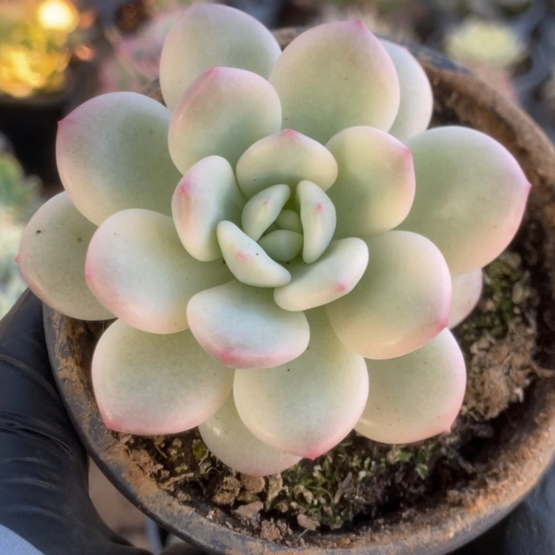 269新香水锦锦锦锦好