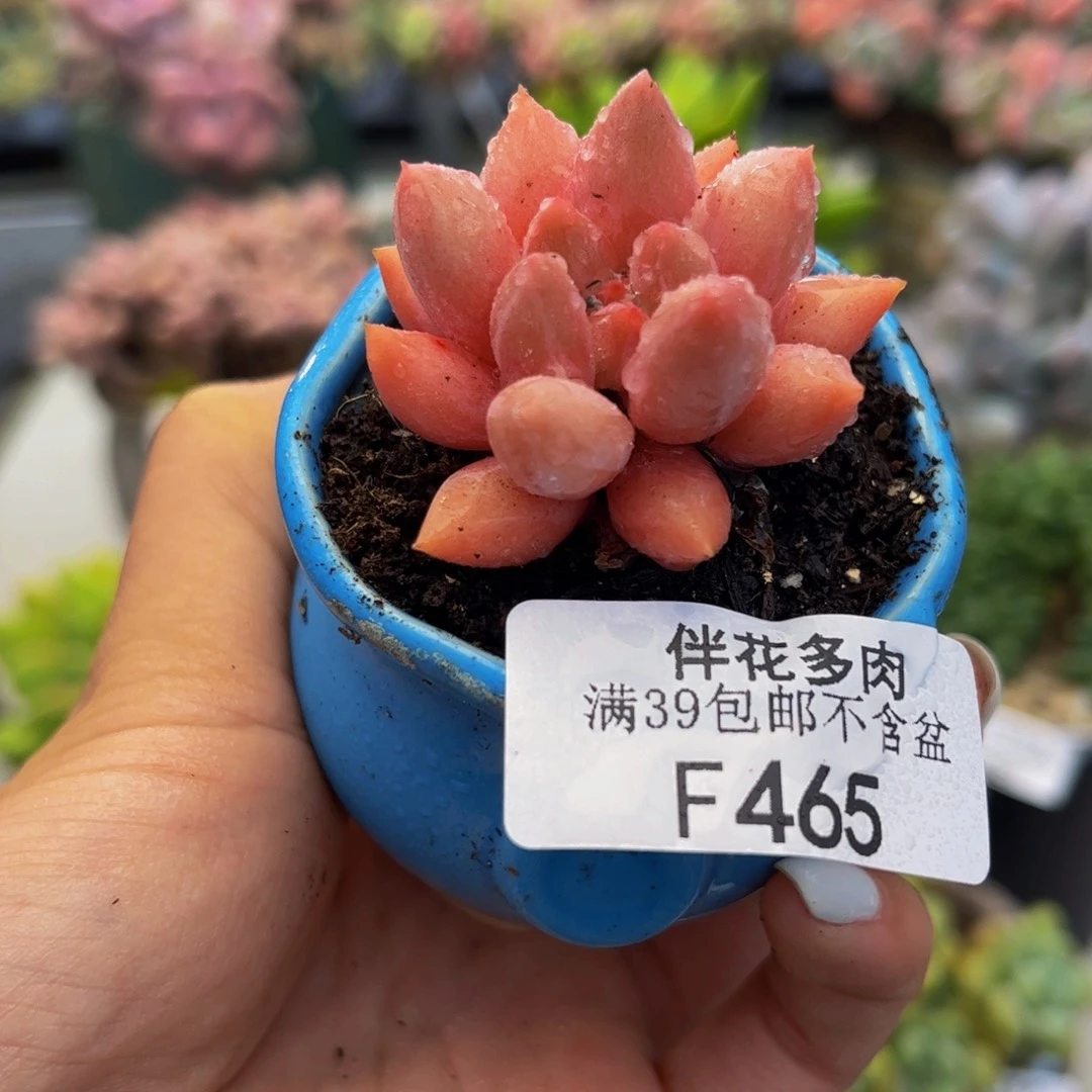 465-车厘子3cm多肉