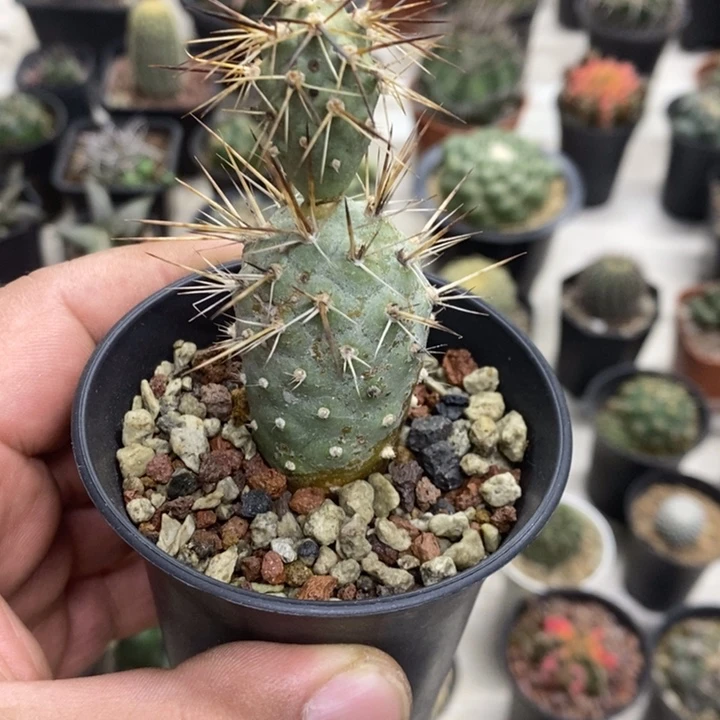 狂刺习志野特价包邮