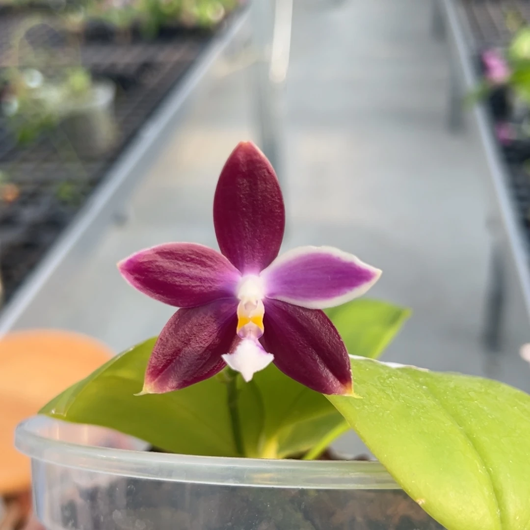 完全开放4.5寸杯BKH2248