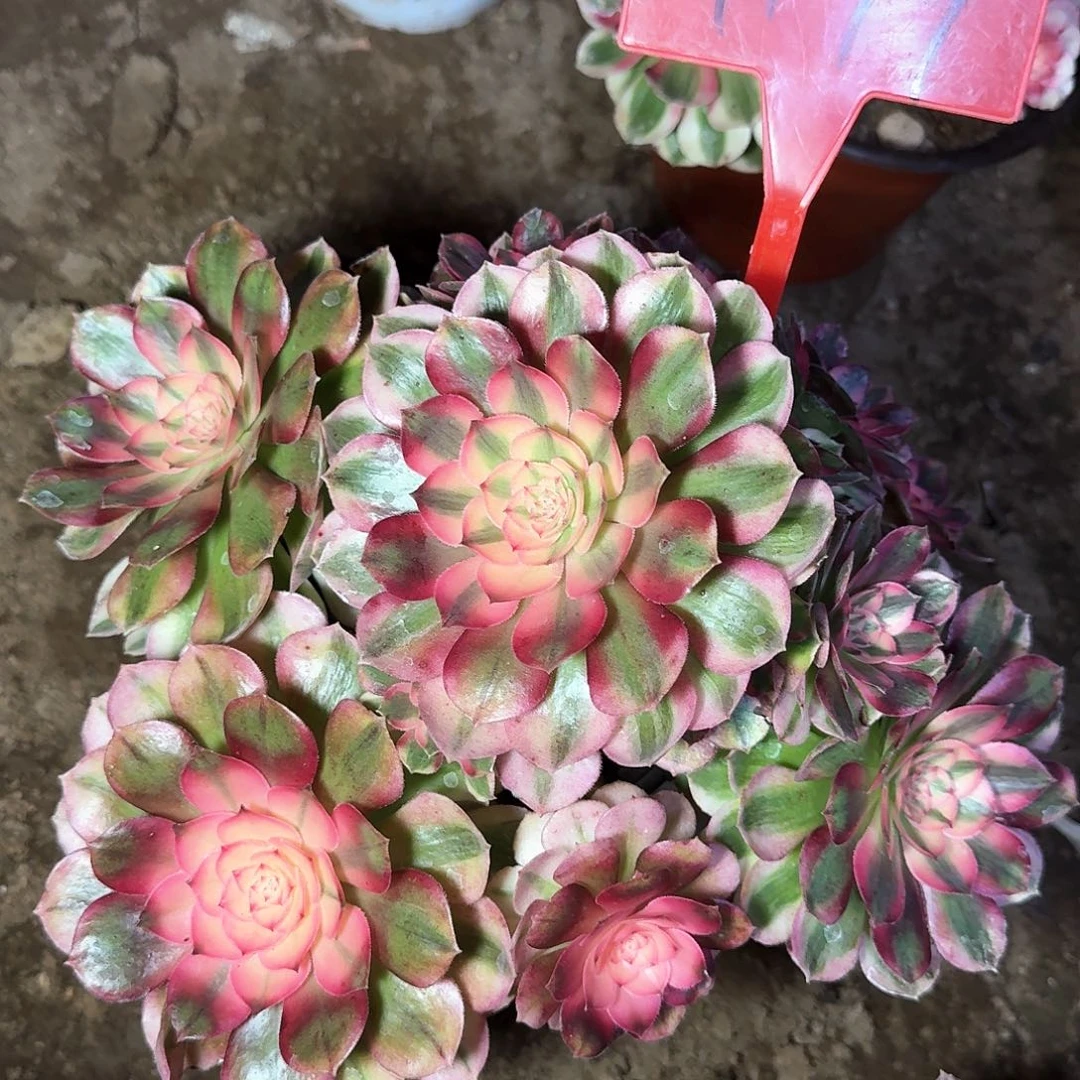 4199荔枝多肉法师铭文