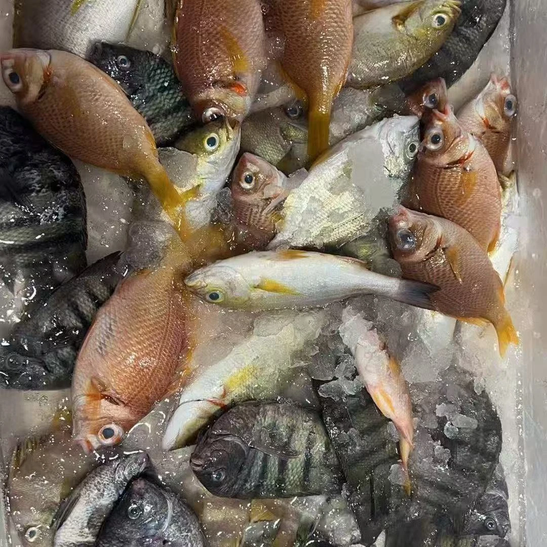 新疆专属---东海象山石浦码头野生海鲜新鲜鲜美杂鱼拼盘