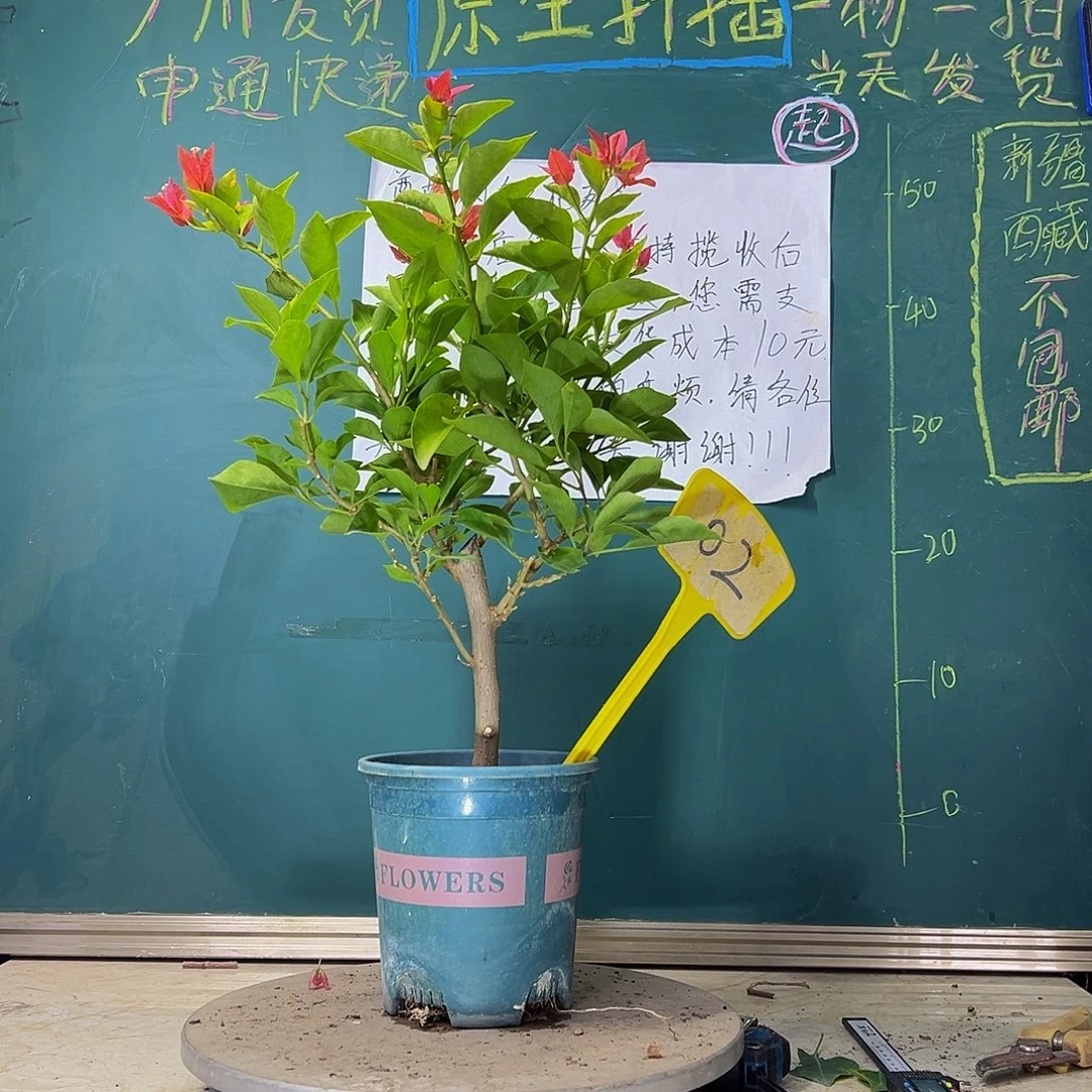 当前无花栽培后可以开花 佩德罗  02