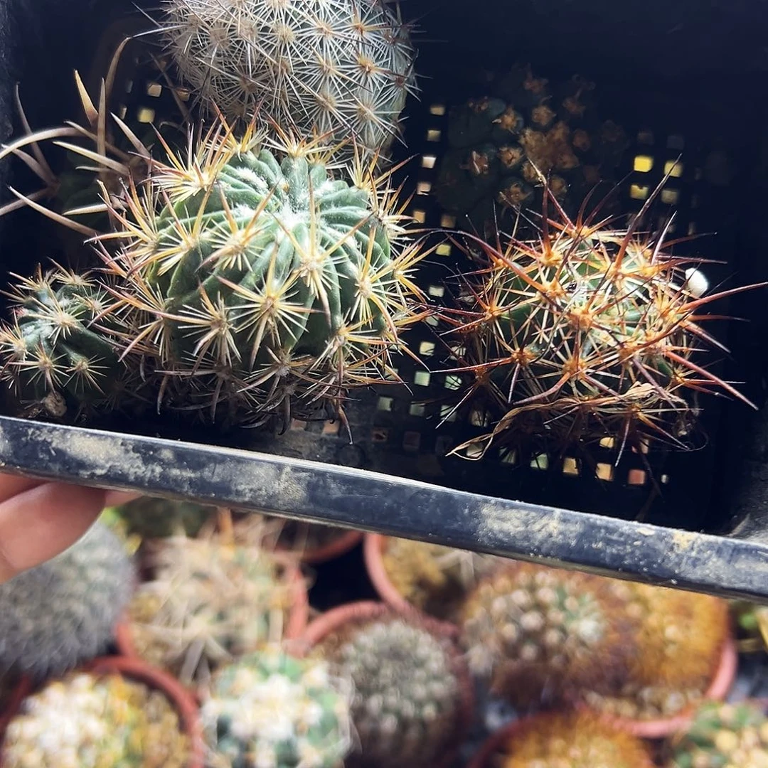 组合福利仙人球66666666