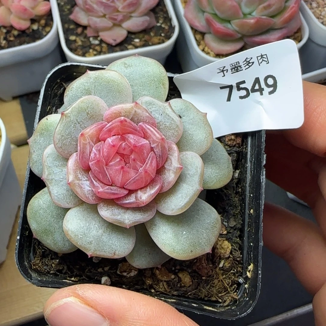 粉恋，7549多肉植物