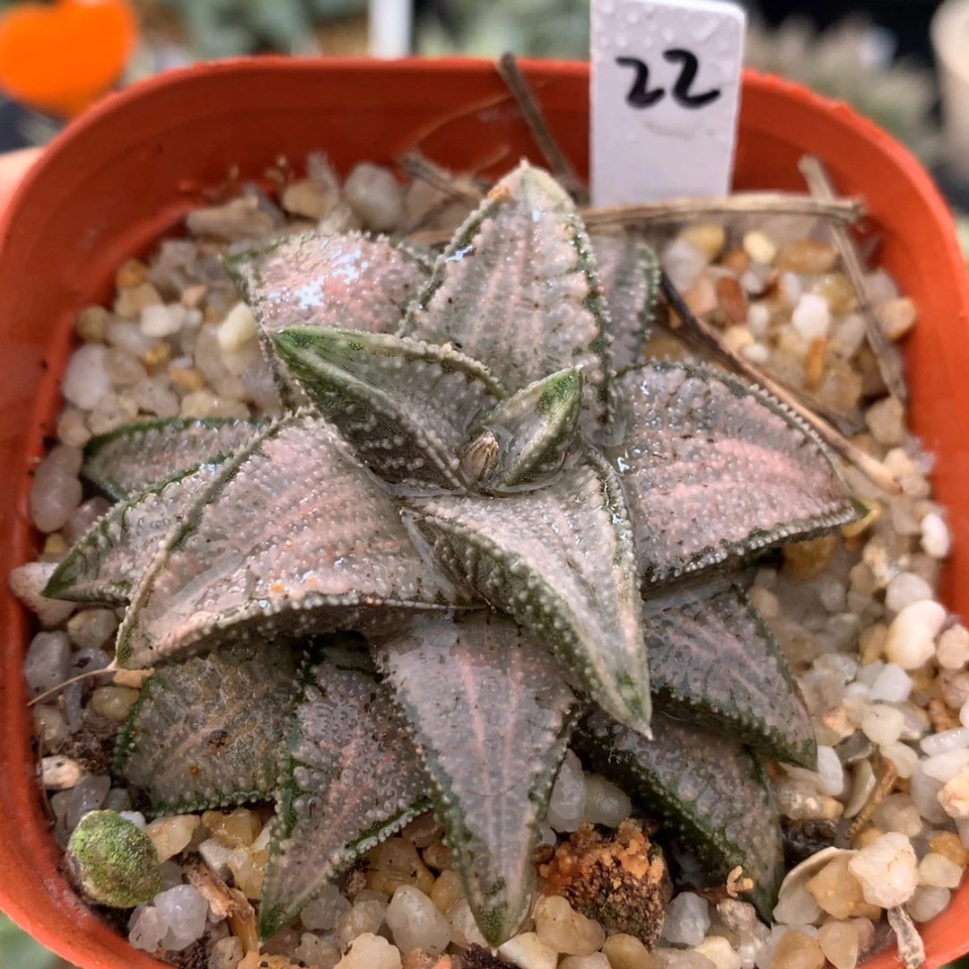 银狼蛛硬叶，带盆一起