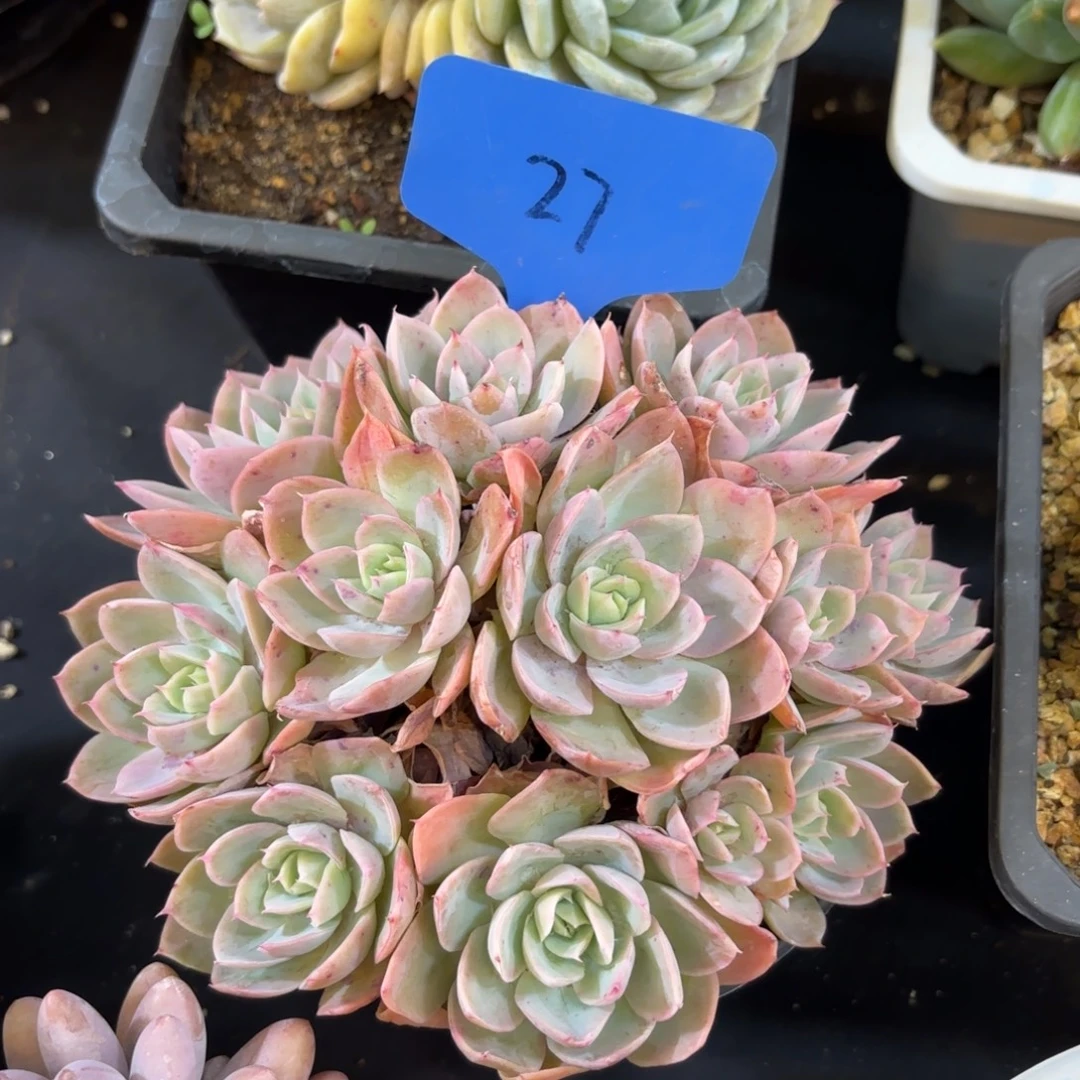 红***圆云南金致家精品多肉