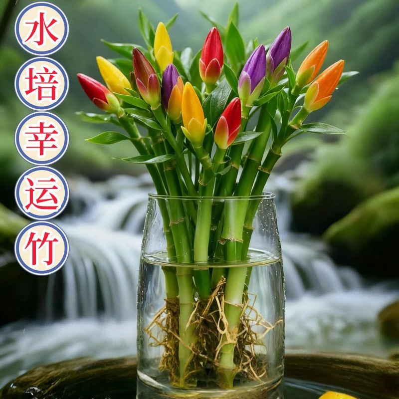 四季水培富贵竹室内办公净化空气盆栽绿植旺宅招财