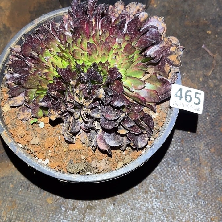 葵***花465美姬缀化诺米多肉法师锦不包侧枝断枝