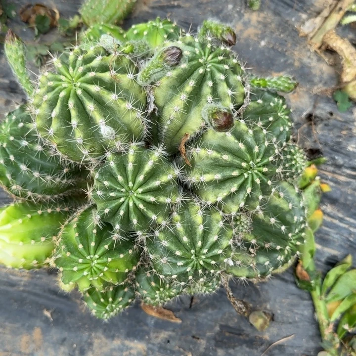 彩草仙人球群生一群331