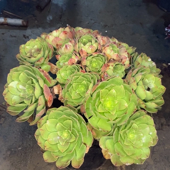 万拉丝多肉植物53