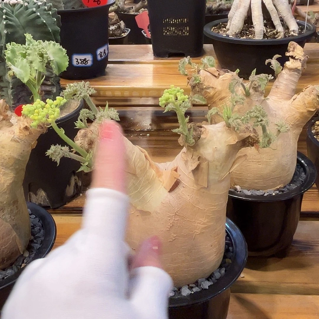 安哥拉葡萄翁有开花了