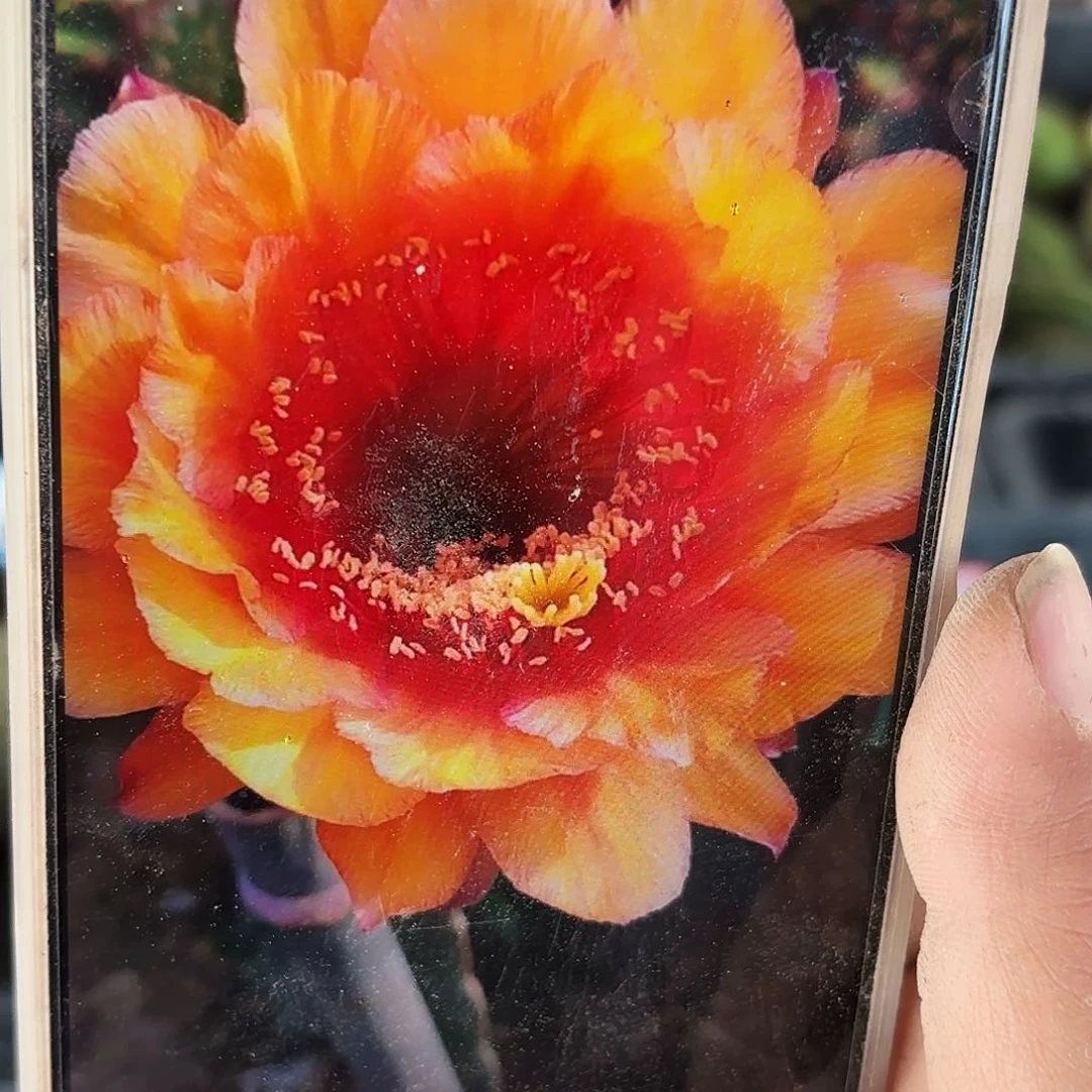 橙宝石侧牙20包邮仙人球7