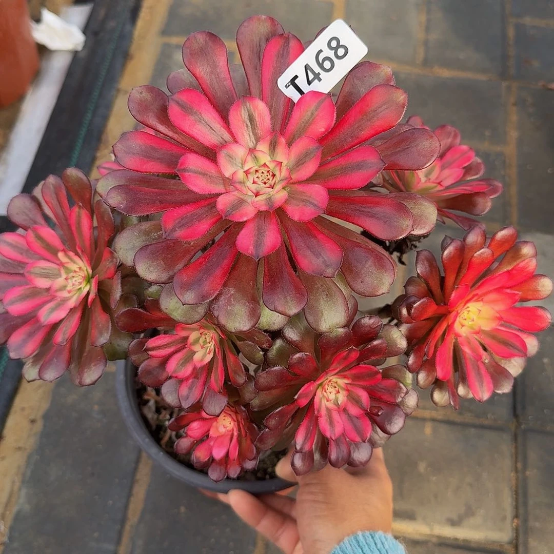 全部花朵：*诚468月蝉444冠服24左右